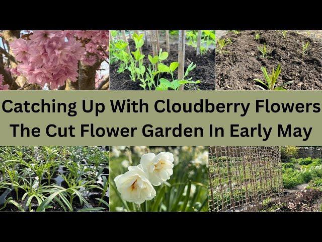 Catching Up With Cloudberry Flowers | The Cut Flower Garden In Early May