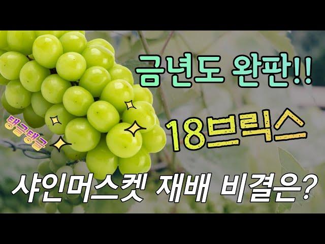 2021년 샤인머스켓 농사 비결 총정리