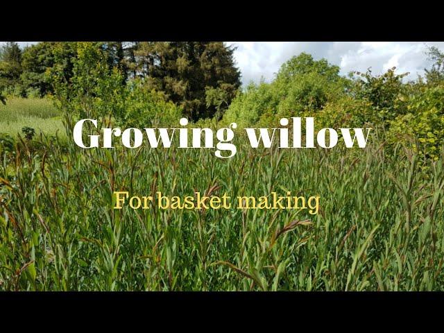 Growing willow for basket making