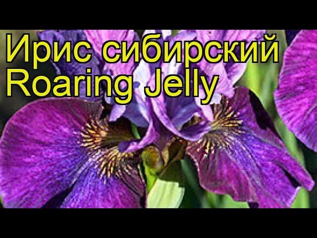 Ирис сибирский Ревущее желе. Краткий обзор, описание характеристик iris sibirica Roaring Jelly