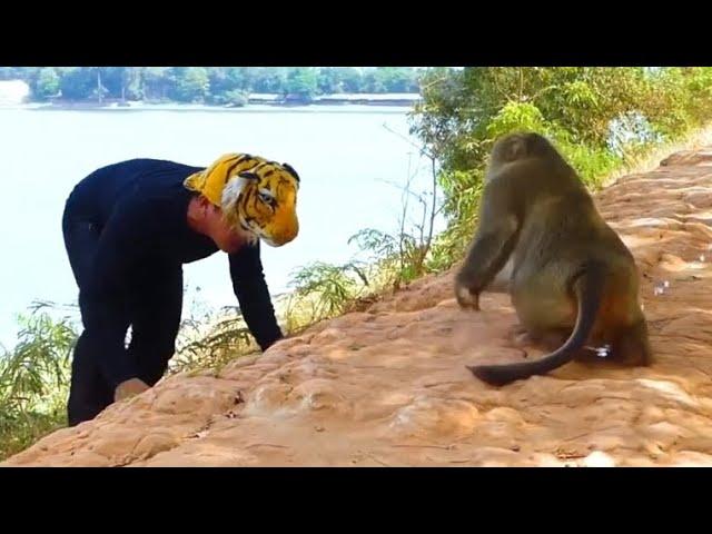 Fake Tiger Prank Monkey What is happening Real Monkey VS Crazy Man || Funny Video #monkeylover 2023