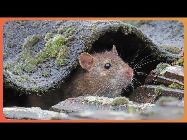 Discovering Nature's Deadliest Tiny Creatures (4K Documentary)