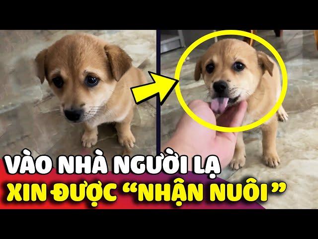 Cún con 'ĐI LẠC' vào nhà người lạ được anh chủ 'NHẬN NUÔI' và hết mực yêu thương  | Gâu Đần