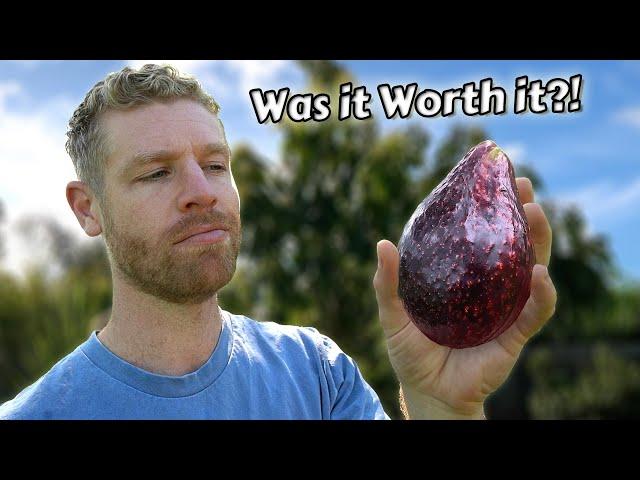 The REAL Truth About Growing Avocados from Seed - (this took 6 years) 