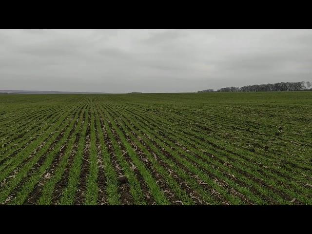 Поле озимої пшениці по технології Strip Till від Mzuri