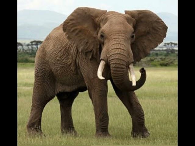 African Elephant Trumpet  