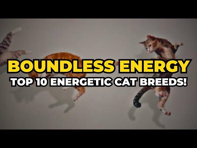 Top 10 Energetic Cat Breeds