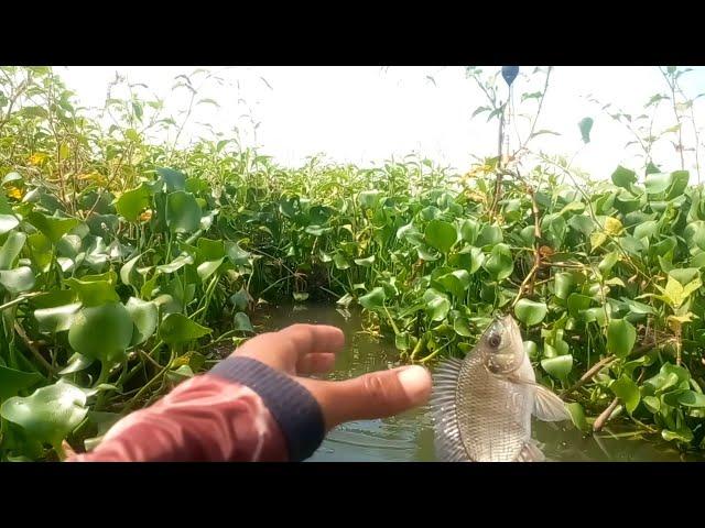 Ciri" Sarang Ikan Tumbuhan Eceng Gondok Jadi Sarang Ikan || Waduk Cengklik Terbaru | Mancing Nyobok