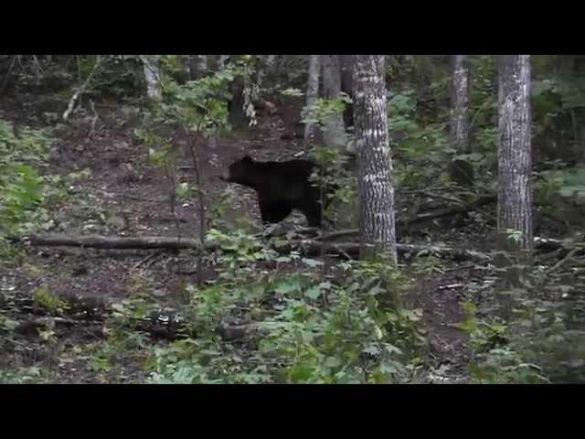Surrounded by 20 bears! Epic bear hunt with giant 400-pound B&C shot