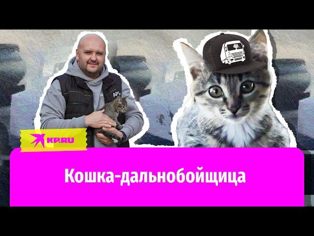 Дальнобойщик спас кошку и вместе с ней ездит в рейсы