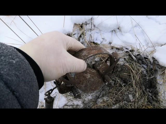 Установка капкана на лису "под сено".