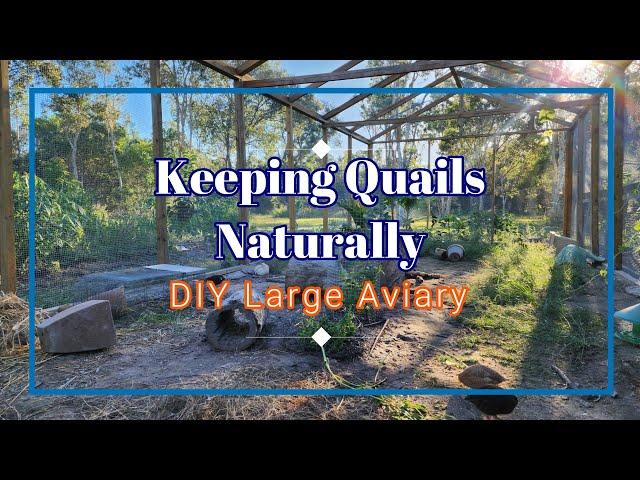 Building Large Aviary from Scratch DIY for Quails and other Birds #quails