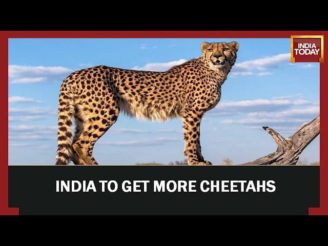 India Inks Pact To Introduce Dozens Of Cheetahs From South Africa Over Next Decade