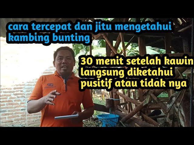 ciri/tanda perkawinan kambing yang berhasil: positif bunting