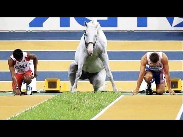 Best funniest horses of the week - Funny And Cute horses Video Compilation 2024 #22