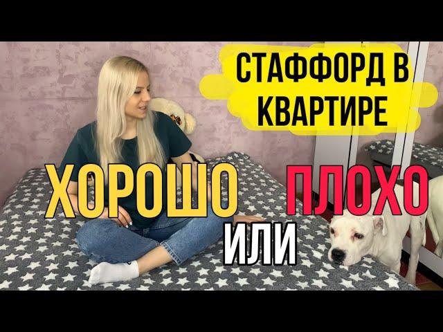 Стаффорд в квартире | Стоит ли заводить собаку в квартире