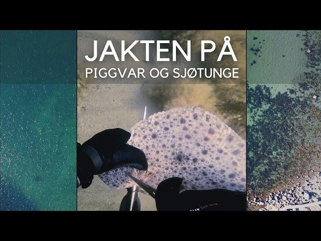 Uv-jakt |2021| Piggvar&sjøtunge