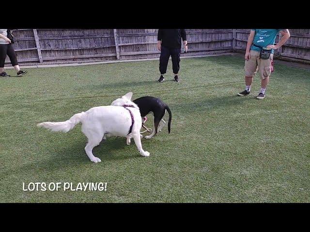 Puppy Playtime - March 19th, 2022