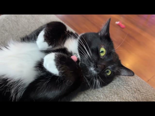 Tuxedo cat being adorable