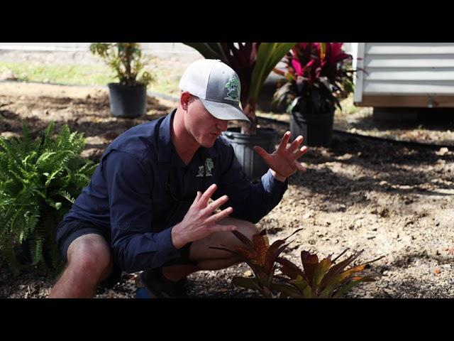 Bromeliads - Peer Landscaping - Fort Myers Shores 33905