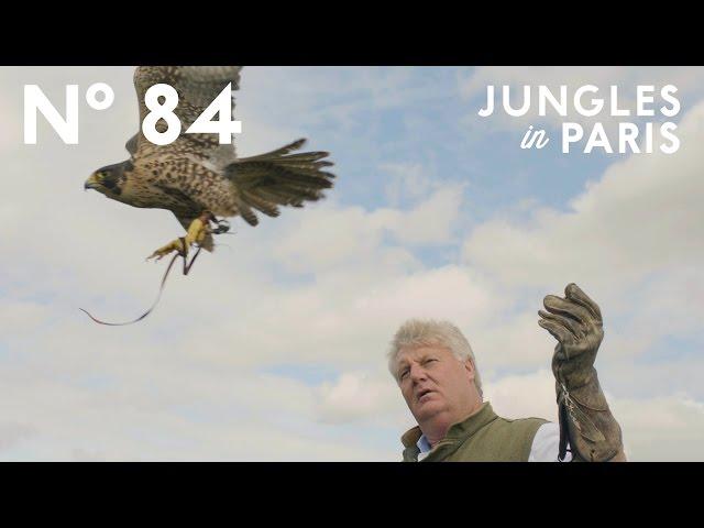 The Art of Falconry: Roaming the Countryside with Trained Birds of Prey (Hampshire, England)