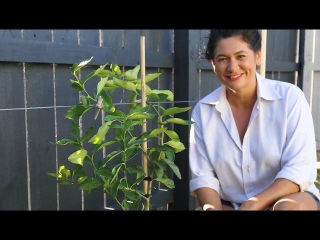 How to espalier fruit trees