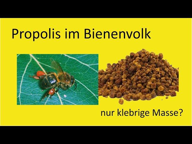 Propolis - Apotheke der Bienen