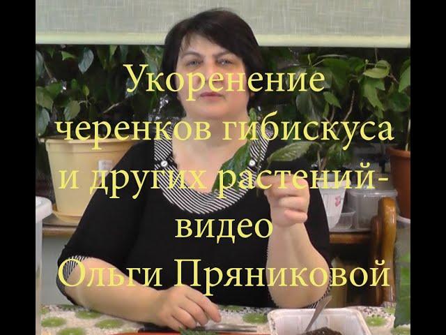 Укоренение черенков Гибискуса и других растений - фильм Ольги Пряниковой