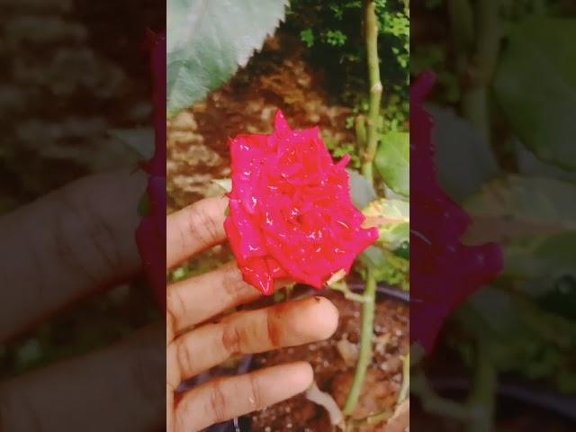 #shorts #youtubetrendingvideos #viralshorts #rose #youtube #trending #gardening