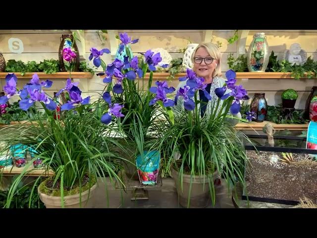 Barbara King 3-Piece Blue King Siberian Iris Plants on QVC