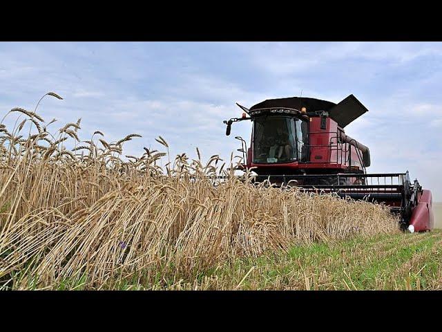 EU lifts bans on Ukrainian grain but Poland and Hungary move to impose unilateral restrictions