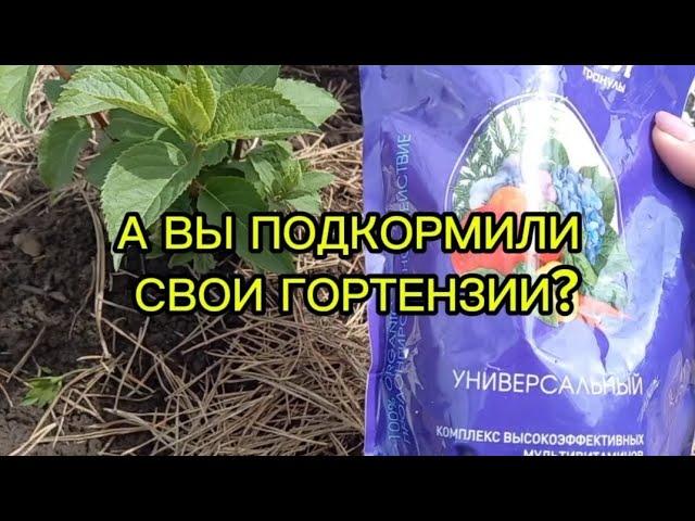 ️А ВЫ ПОДКОРМИЛИ СВОИ ГОРТЕНЗИИ?03.06.#гортензии #гортензияметельчатая #подкормки #цветы