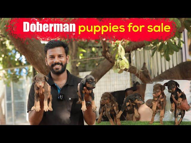 Doberman puppies for sales | Dog salees | PUPPY SALES | DOG KENNEL IN TAMILNADU|6381065327