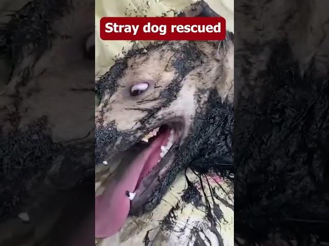 Rescue a dog from molten rubber