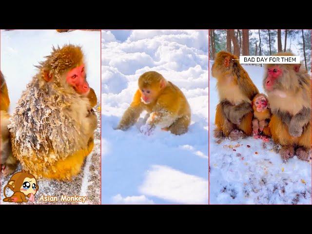 Monkey Life in the Forest. Monkey Daily Life .Baby monkeys' limbs were red with cold