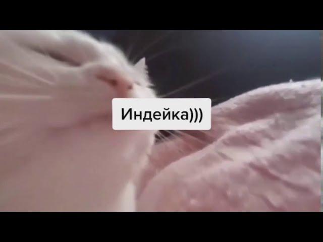 Белый кот ТРЯСЕТ ГОЛОВОЙ ПОД МУЗЫКУ