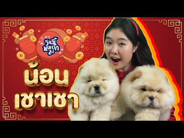 น้อนเชาว์เชาว์(Chowchow)หมาโบราณจากราชวงศ์จีน - Ep.3