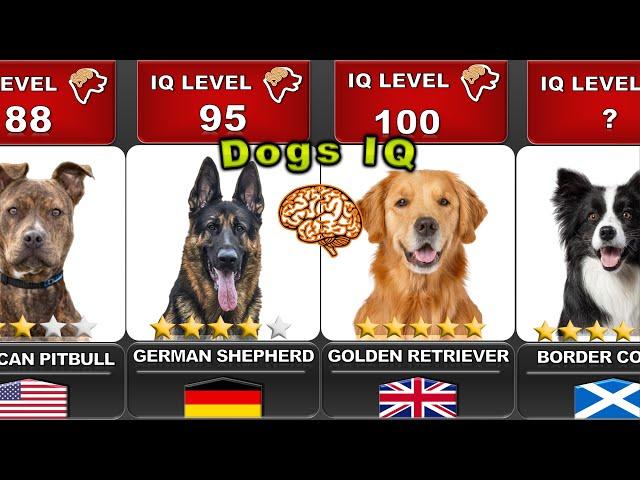 COMPARING THE INTELLIGENCE OF ALL DOGS   | "IQ LEVELS" |