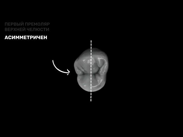 Анатомия премоляров | CARVIDENT