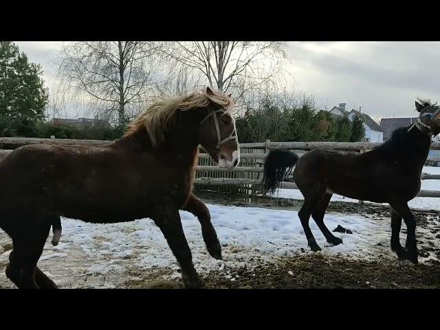 ️Брачный период жеребца Цезаря и кобылы Камилы️