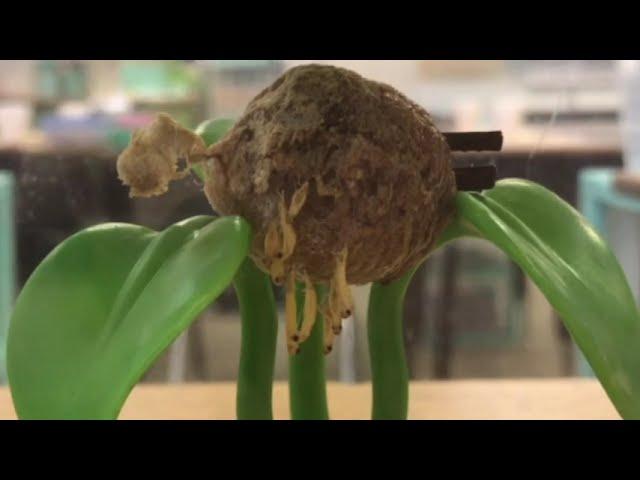 Watch a Praying Mantis Egg Case Hatch | Insect Lore