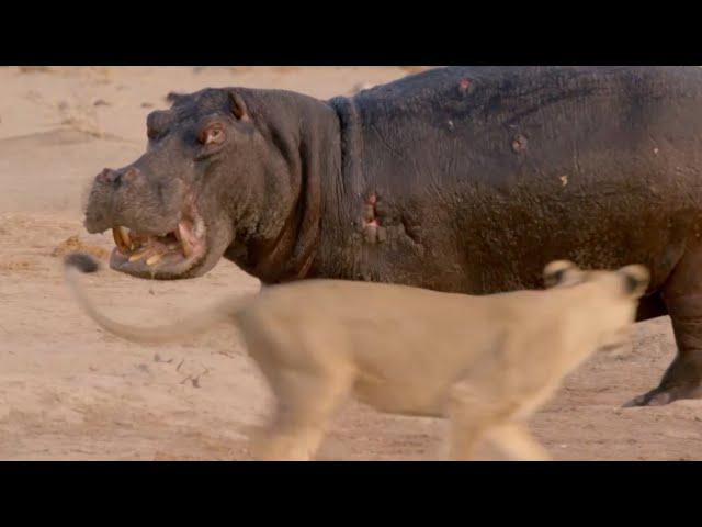 Hippo vs Lion Clan | Natural World | BBC Earth