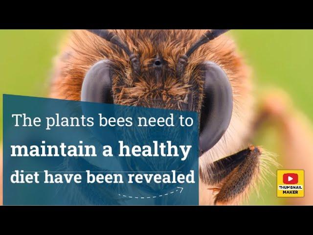 The plants bees need to maintain a healthy diet have been revealed