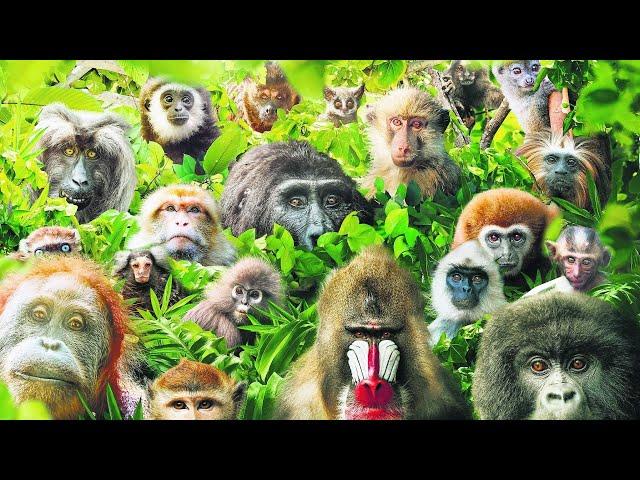 These Are All Primates That Currently Exist