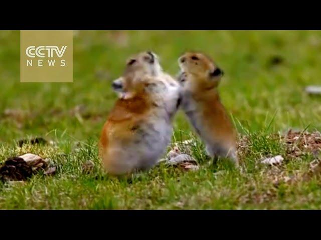 Cute pika caught on camera