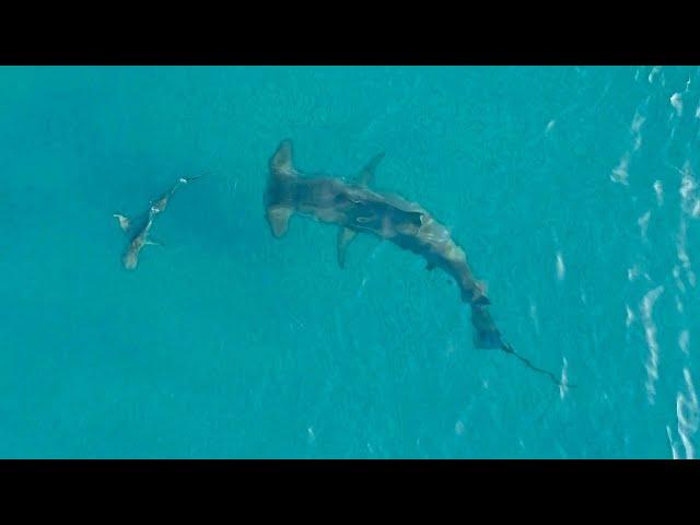Giant Hammerhead Sharks Hunting Blacktip Sharks 2