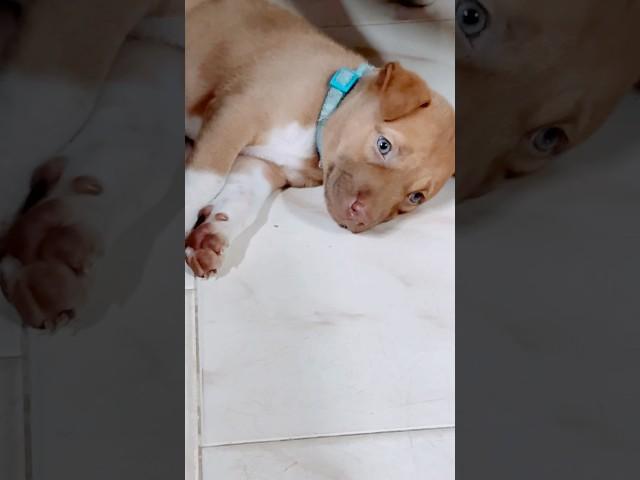 Bruno’O resting #viralvideos#viralshorts#cutedoggy#puppyworld