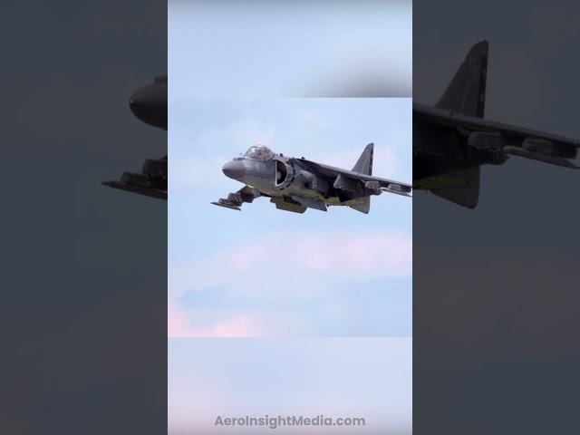 Harrier Shows Off During Last Performance