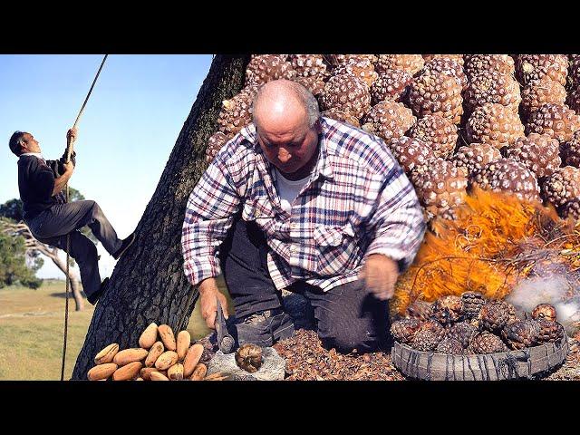 The job of "piñonero". Burning of the fruit in the mountains to extract the delicious pine nuts