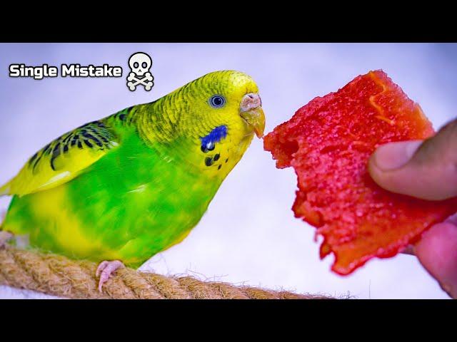 Food You Should Never Give to Budgie ️